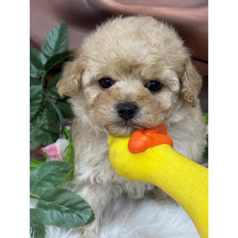 成約済の広島県のトイプードル-422710の4枚目