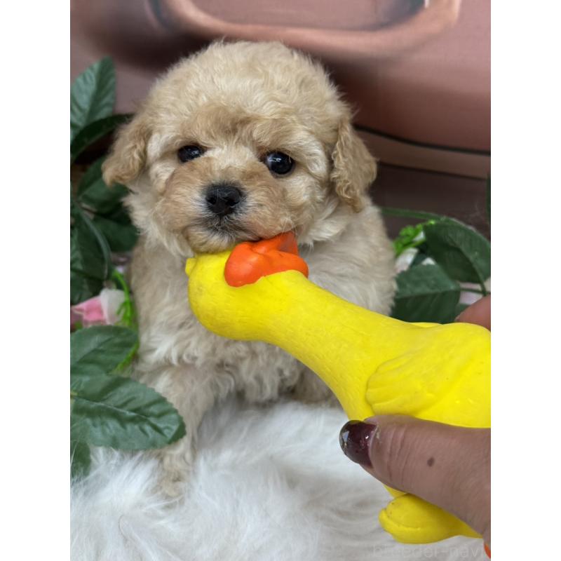 成約済の広島県のトイプードル-422710の3枚目