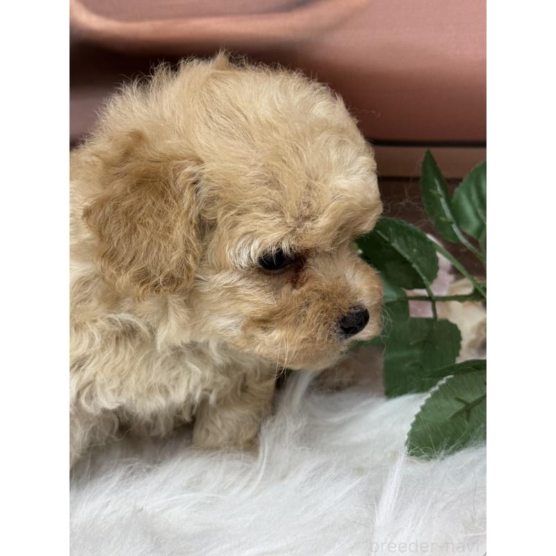 成約済の広島県のトイプードル-422710の2枚目