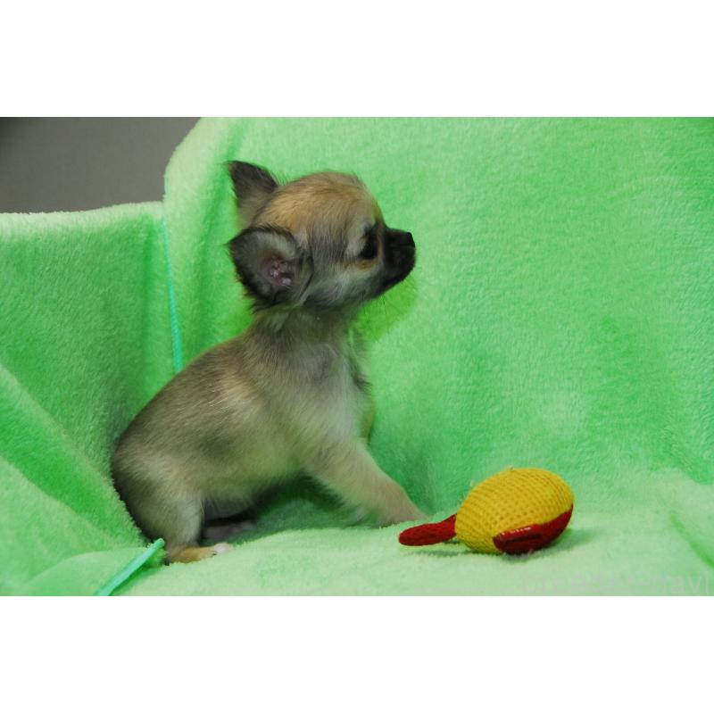 販売中の福岡県のチワワ(ロングコート)-413411の5枚目