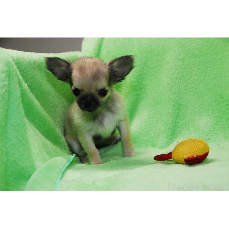 販売中の福岡県のチワワ(ロングコート)-413411の4枚目