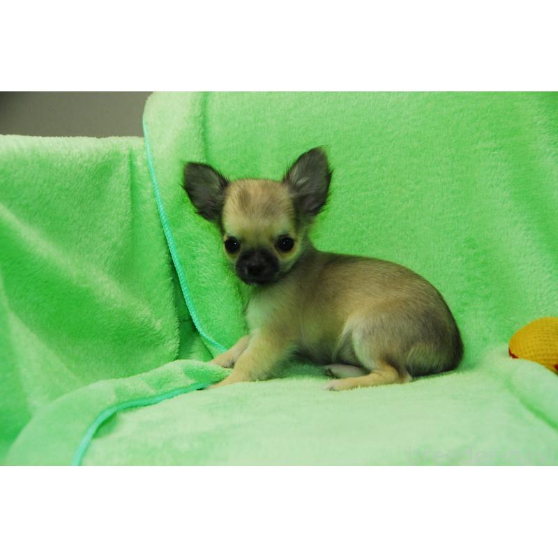 販売中の福岡県のチワワ(ロングコート)-413411の2枚目