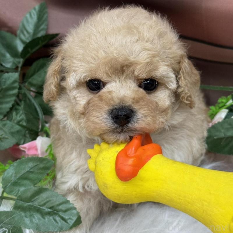 成約済の広島県のトイプードル-422710の1枚目