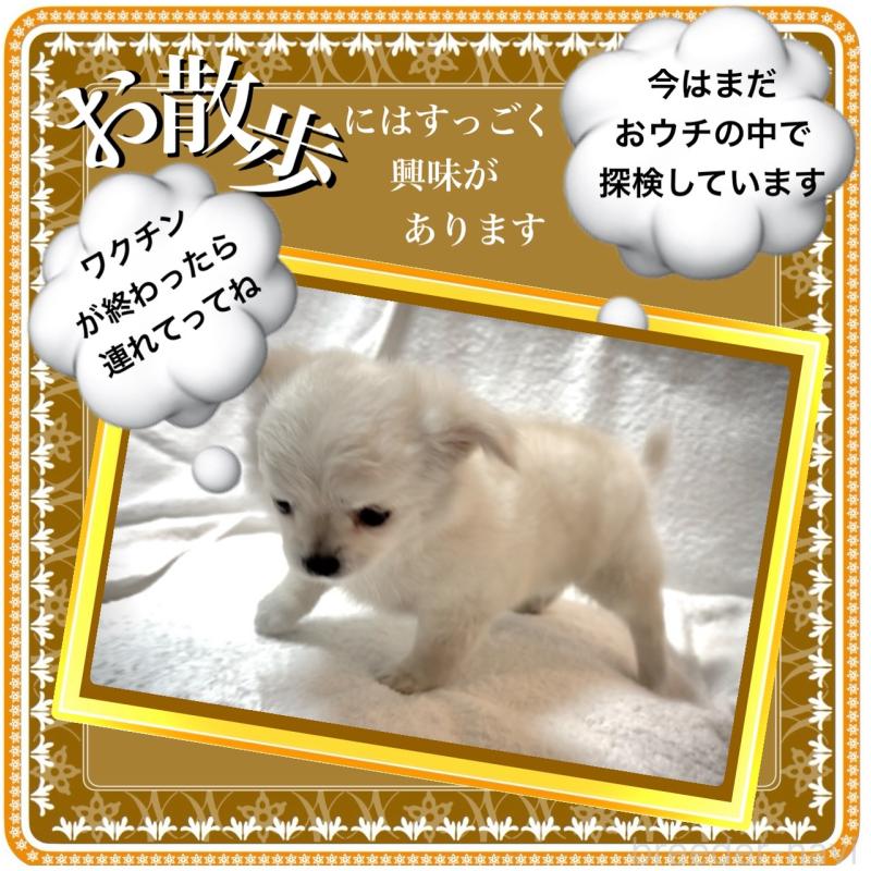 販売中の大阪府のチワワ(ロングコート)-426292の11枚目