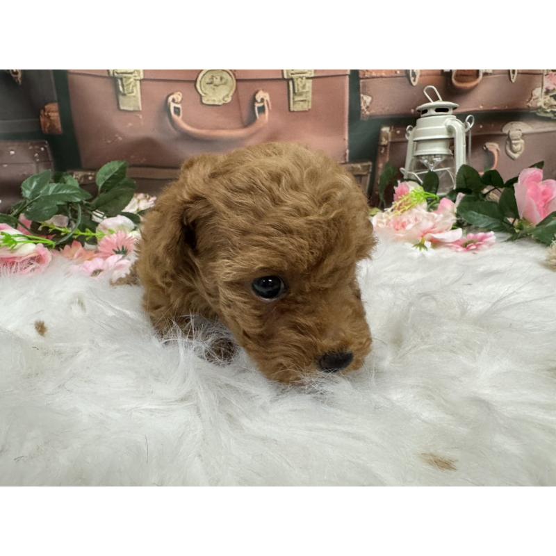 販売中の広島県のトイプードル-422709の11枚目