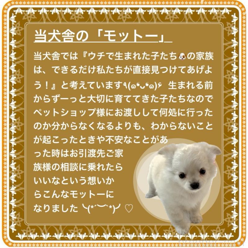 販売中の大阪府のチワワ(ロングコート)-426292の10枚目