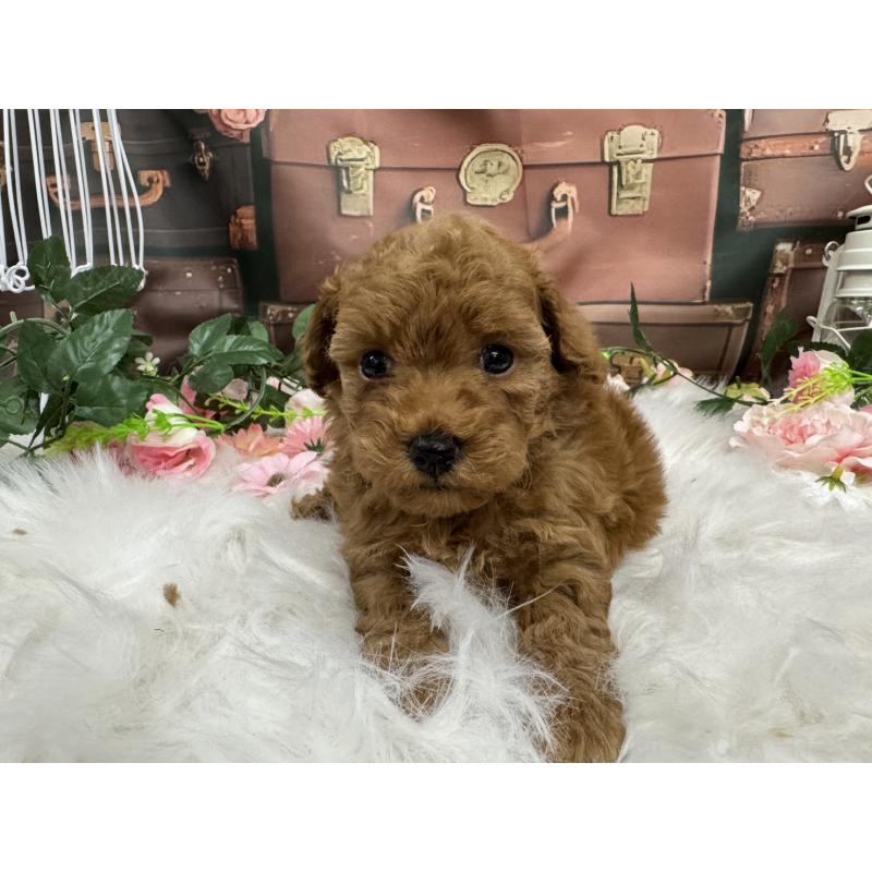 販売中の広島県のトイプードル-422709の10枚目