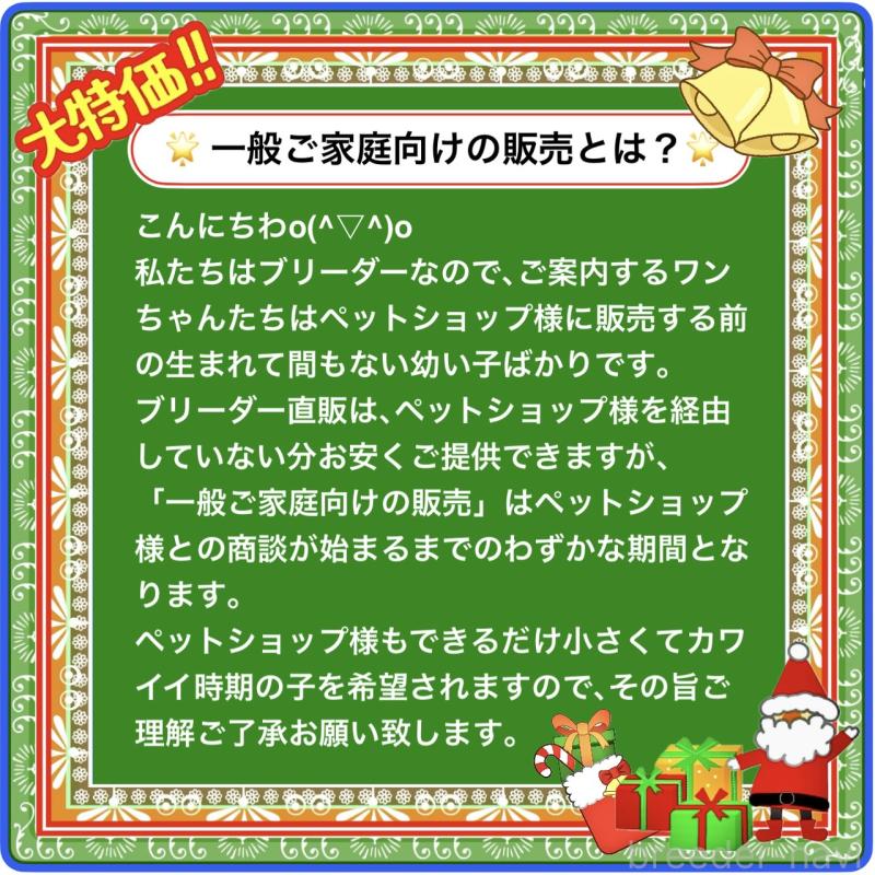 販売中の大阪府のチワワ(ロングコート)-426292の9枚目