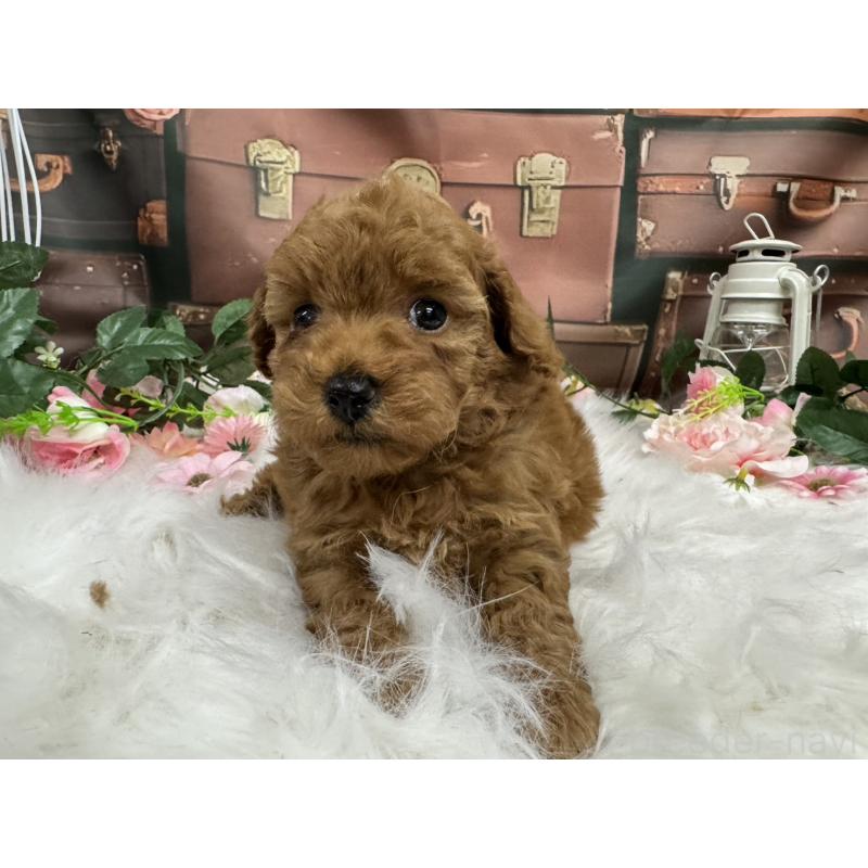 販売中の広島県のトイプードル-422709の9枚目