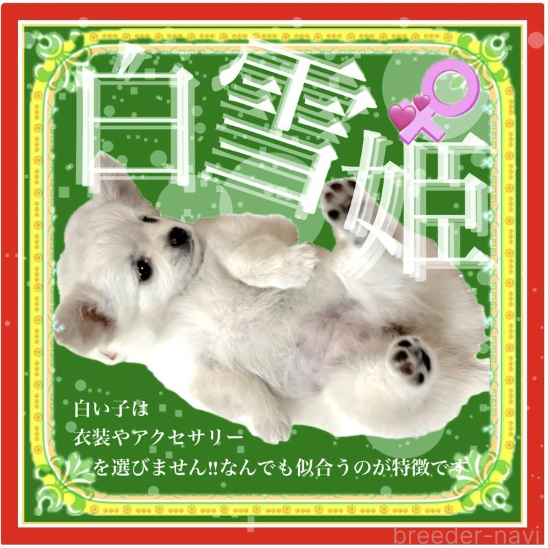 販売中の大阪府のチワワ(ロングコート)-426292の8枚目