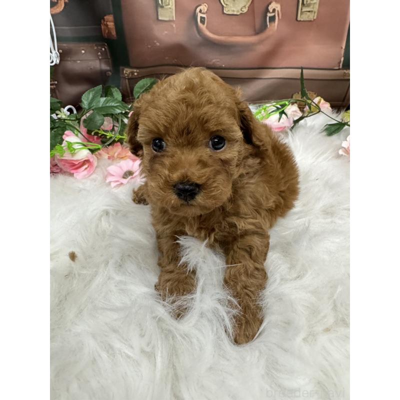 販売中の広島県のトイプードル-422709の8枚目