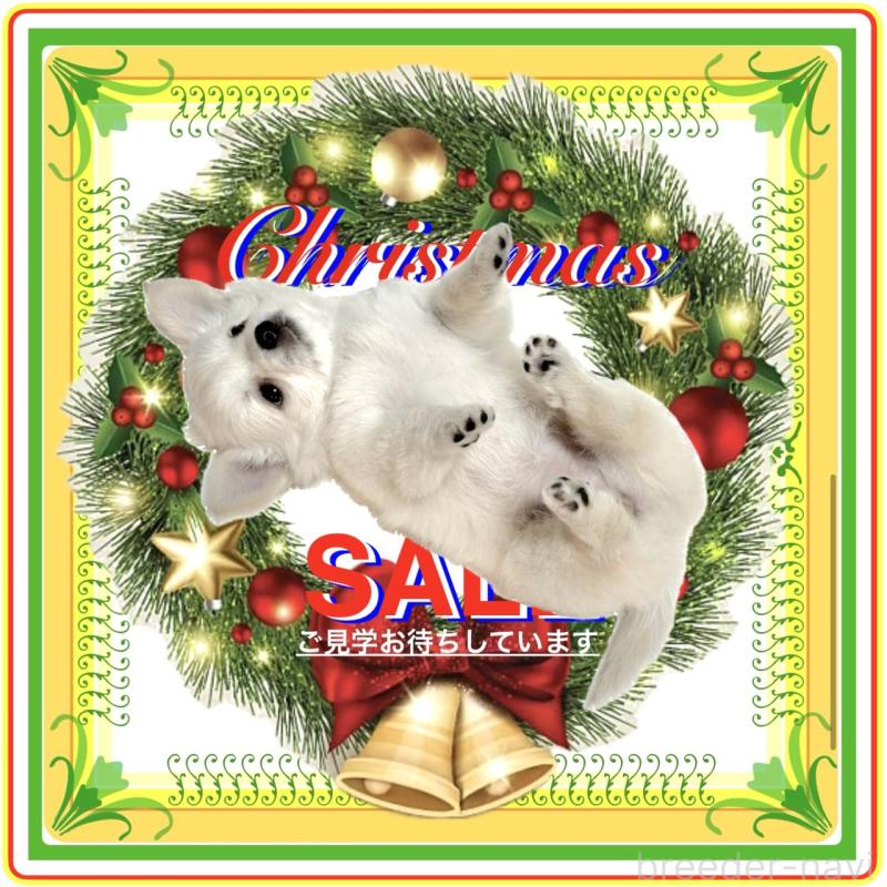 販売中の大阪府のチワワ(ロングコート)-426292の1枚目