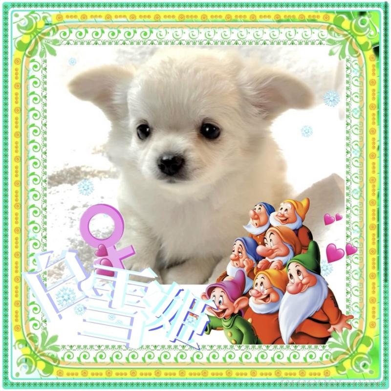 販売中の大阪府のチワワ(ロングコート)-426292の7枚目