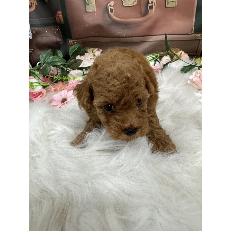 販売中の広島県のトイプードル-422709の7枚目