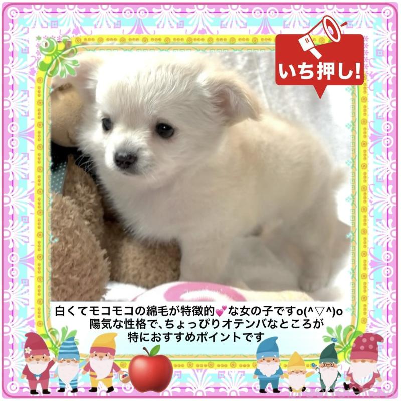 販売中の大阪府のチワワ(ロングコート)-426292の6枚目