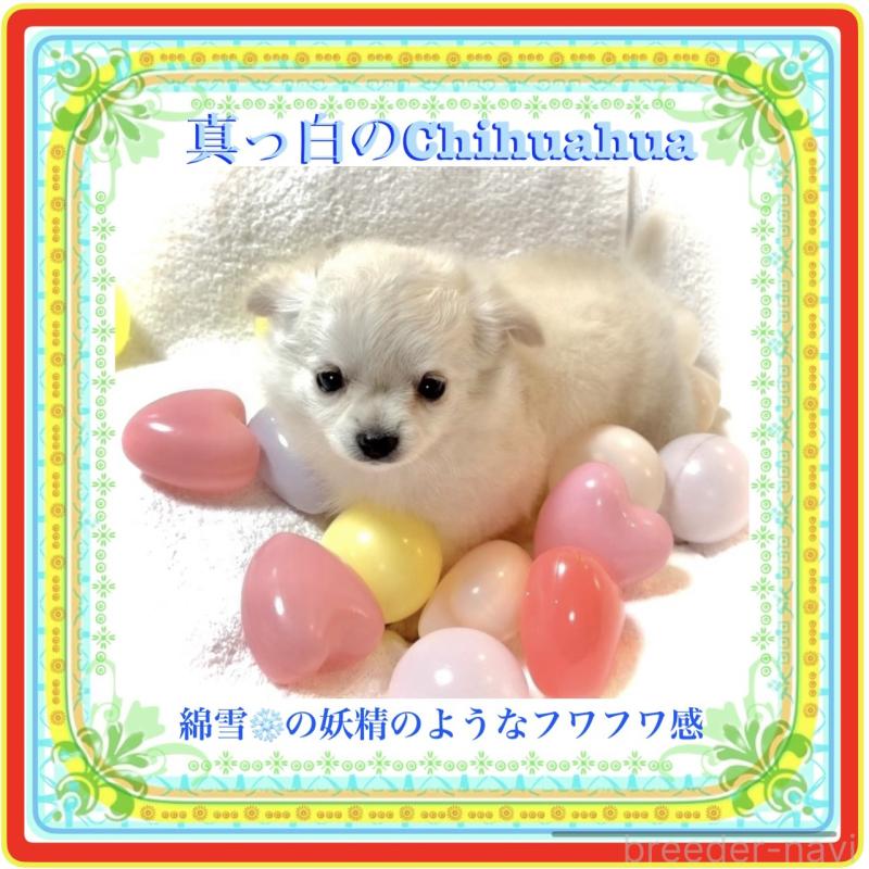 販売中の大阪府のチワワ(ロングコート)-426292の5枚目