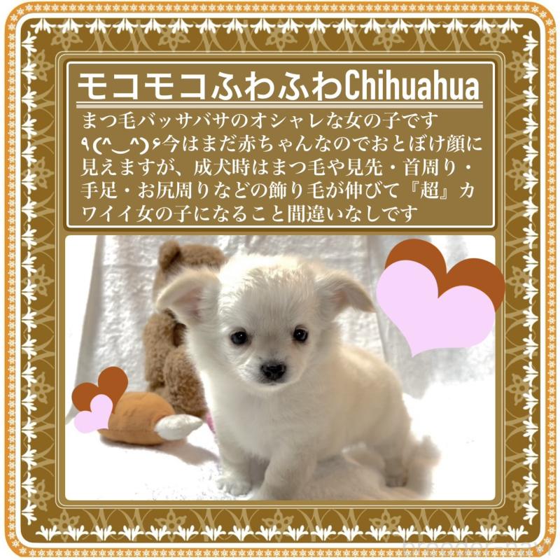 販売中の大阪府のチワワ(ロングコート)-426292の4枚目
