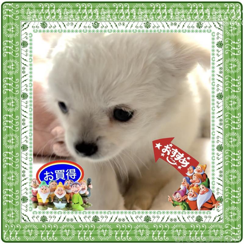 販売中の大阪府のチワワ(ロングコート)-426292の3枚目