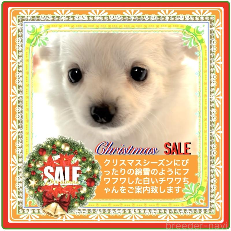 販売中の大阪府のチワワ(ロングコート)-426292の2枚目