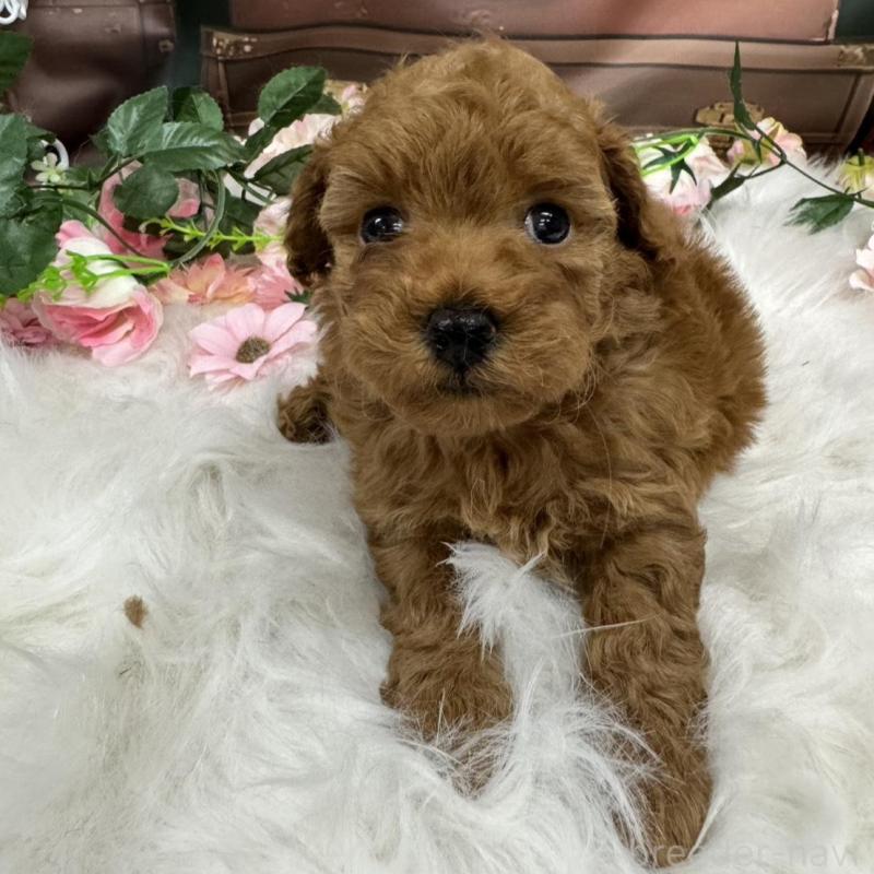 販売中の広島県のトイプードル-422709