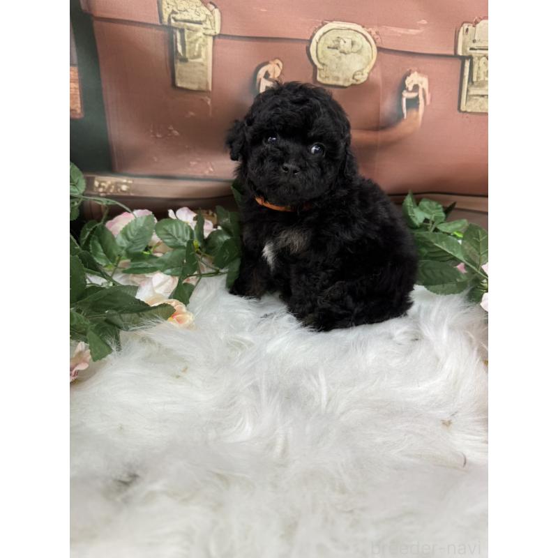 成約済の広島県のタイニープードル-421844の5枚目