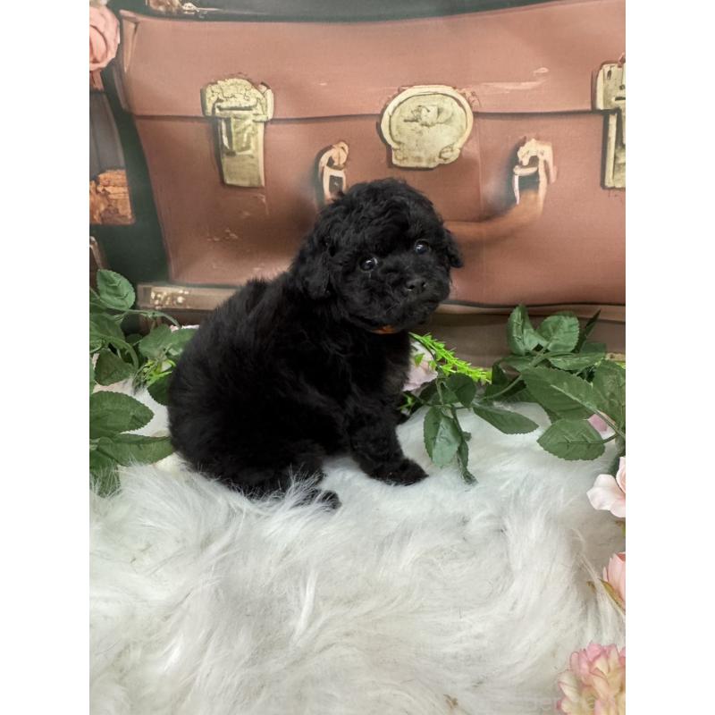 成約済の広島県のタイニープードル-421844の4枚目