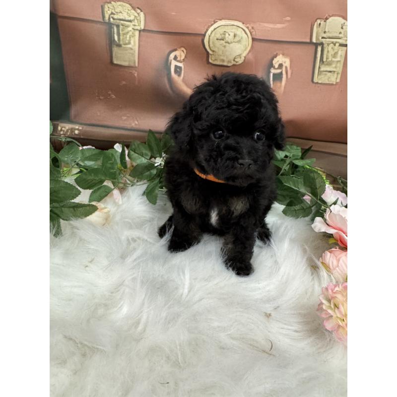 成約済の広島県のタイニープードル-421844の3枚目