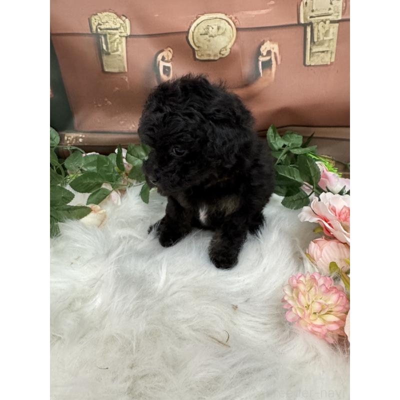 成約済の広島県のタイニープードル-421844の2枚目