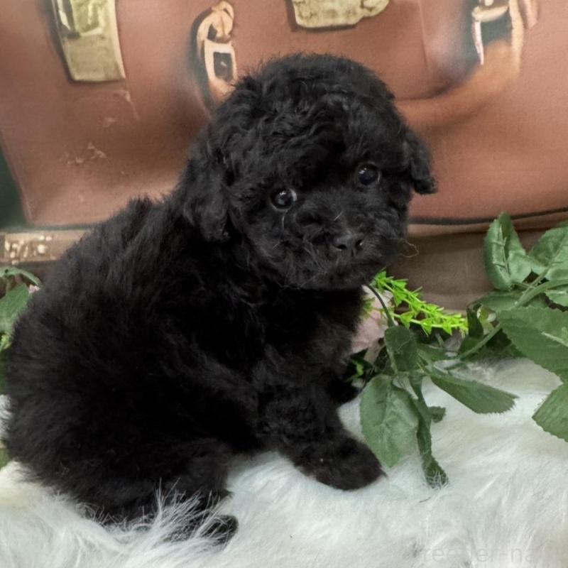 販売中の広島県のタイニープードル-421844