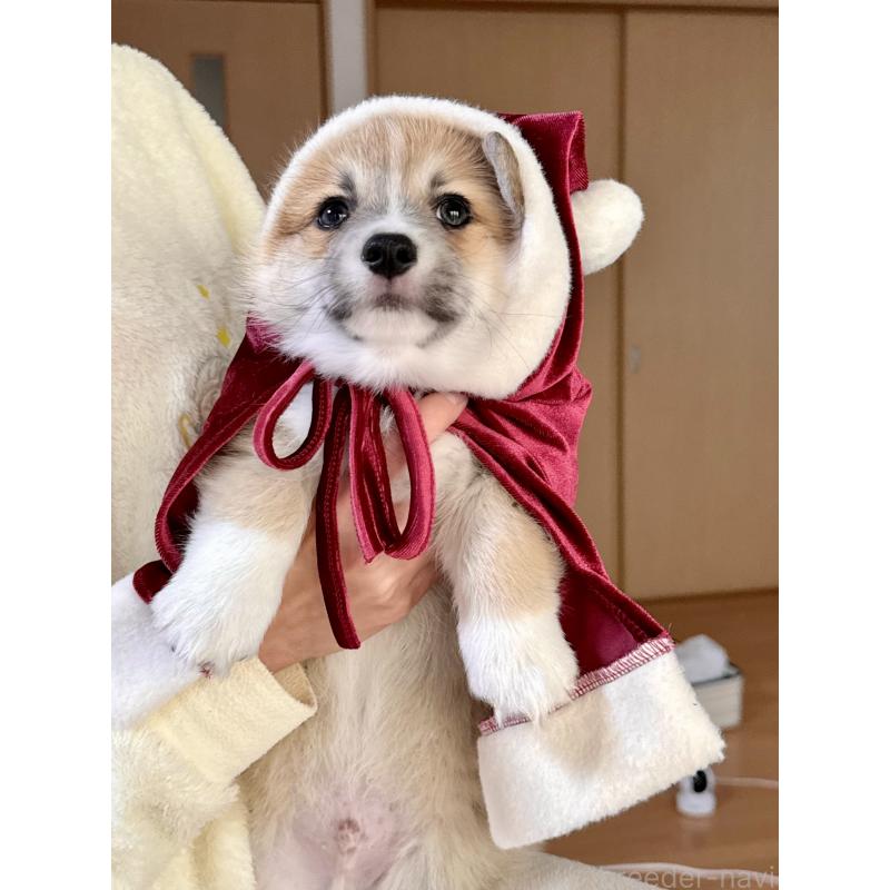 販売中の千葉県のウェルシュコーギーペンブローク-417559の4枚目