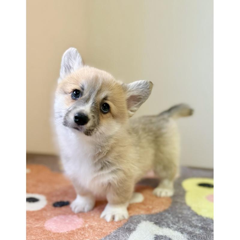 販売中の千葉県のウェルシュコーギーペンブローク-417559の3枚目