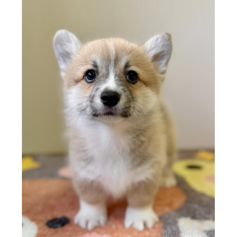 販売中の千葉県のウェルシュコーギーペンブローク-417559の2枚目