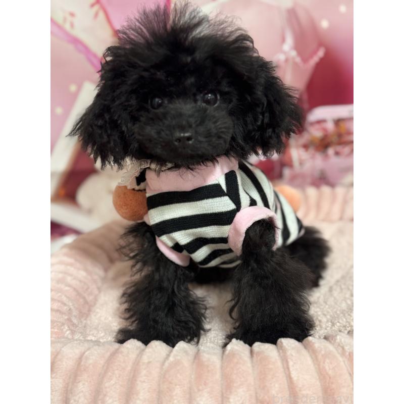 販売中の埼玉県のティーカッププードル-401319の6枚目