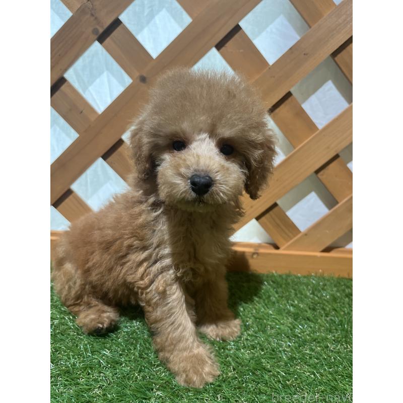 販売中の沖縄県のトイプードル-424464の4枚目