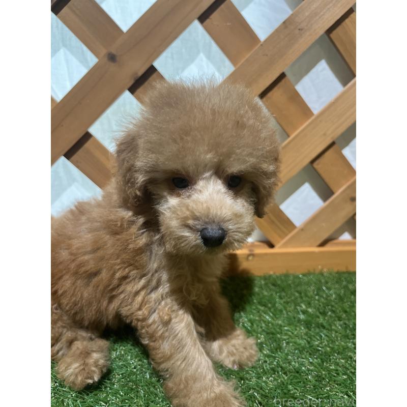 販売中の沖縄県のトイプードル-424464の3枚目