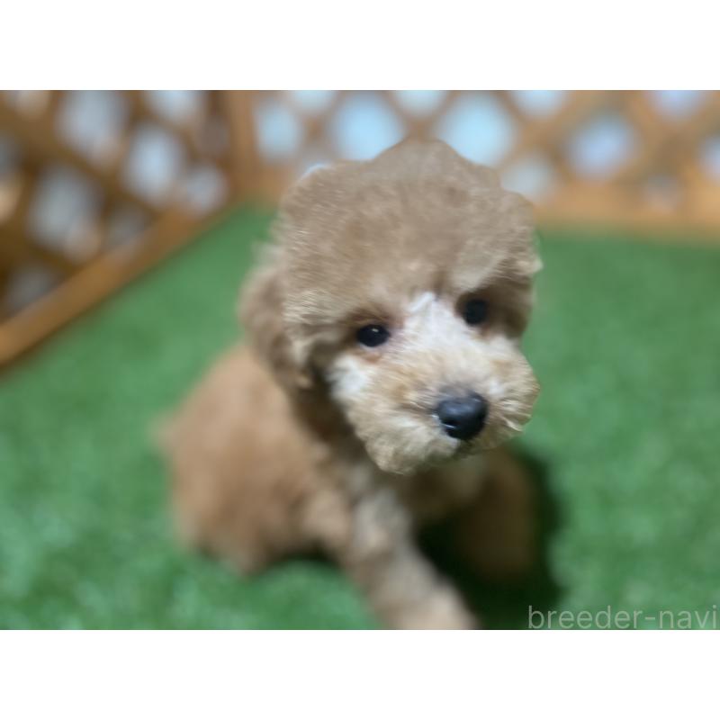 販売中の沖縄県のトイプードル-424464の2枚目