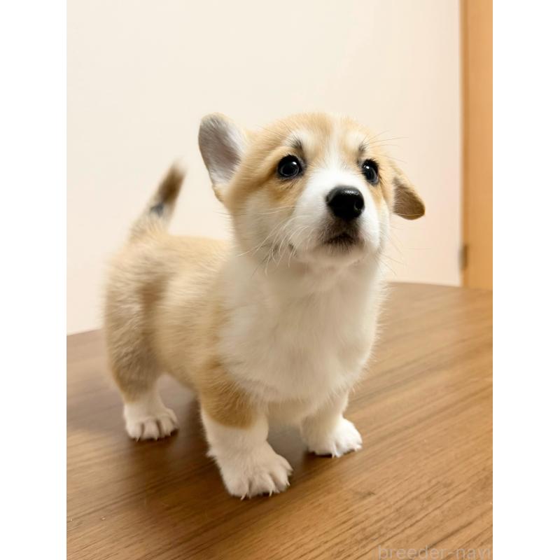 商談中の千葉県のウェルシュコーギーペンブローク-417429の2枚目