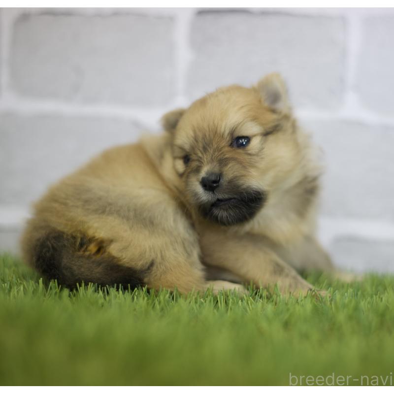 販売中の三重県のポメラニアン-426469の7枚目