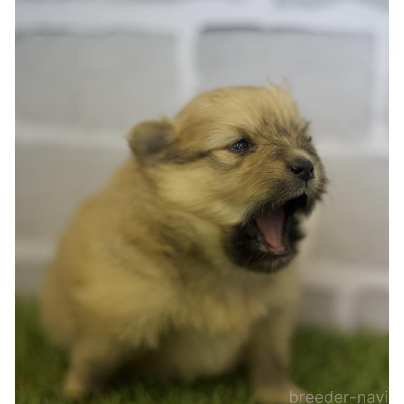 販売中の三重県のポメラニアン-426469の6枚目