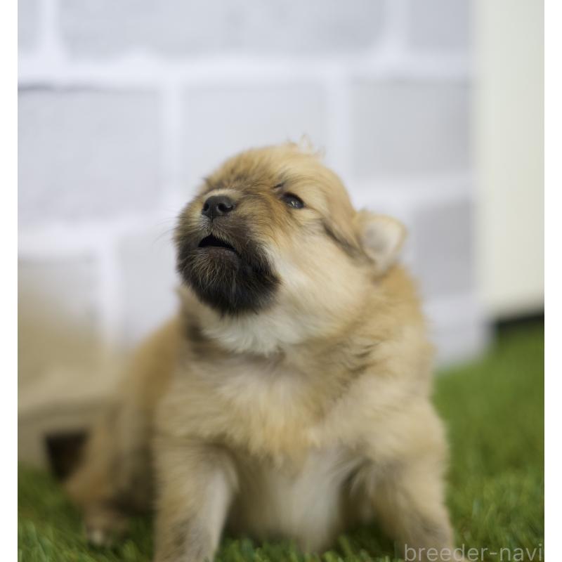 販売中の三重県のポメラニアン-426469の5枚目