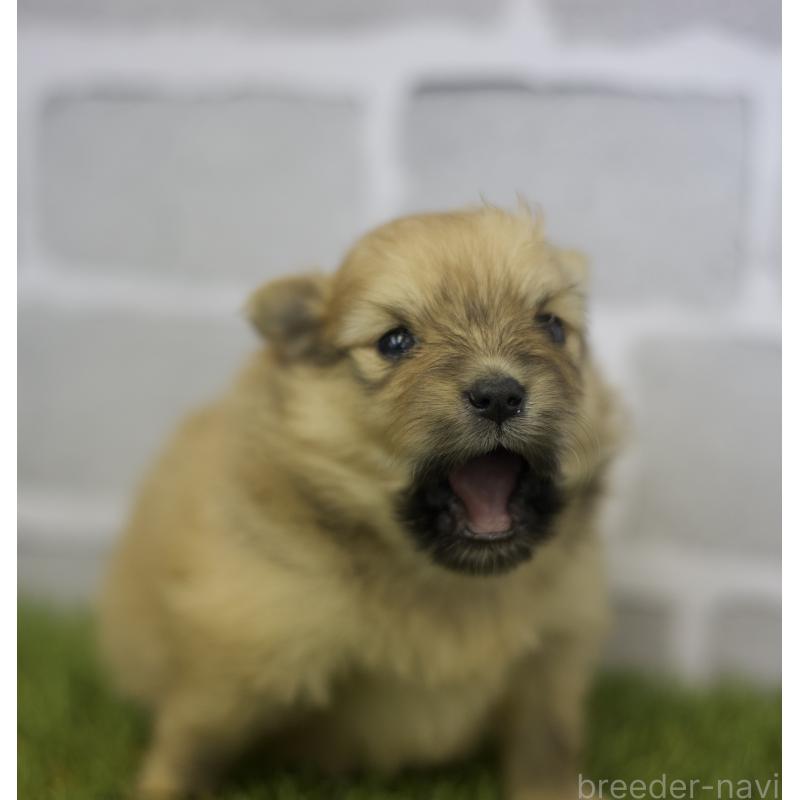 販売中の三重県のポメラニアン-426469の4枚目