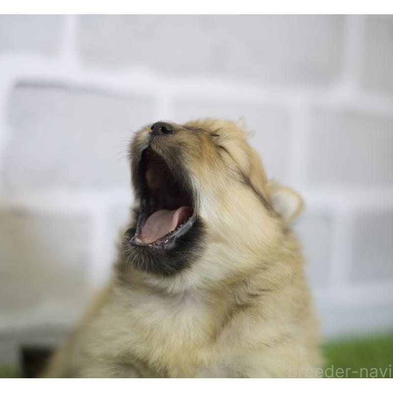 販売中の三重県のポメラニアン-426469の3枚目