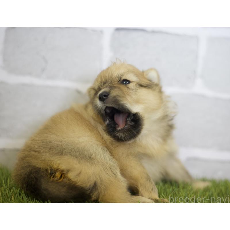 販売中の三重県のポメラニアン-426469の2枚目