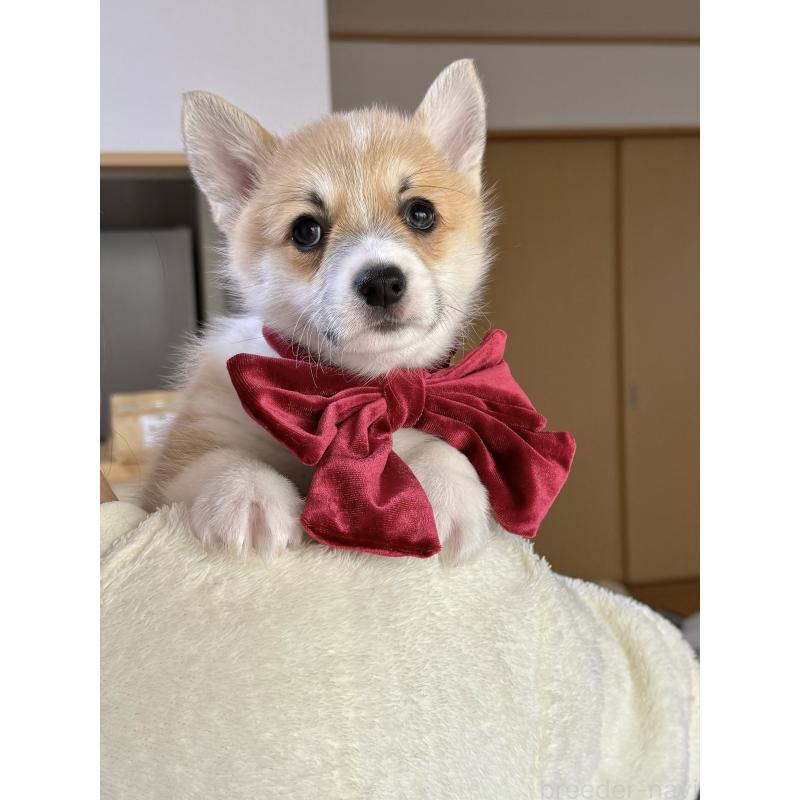 商談中の千葉県のウェルシュコーギーペンブローク-417637の2枚目