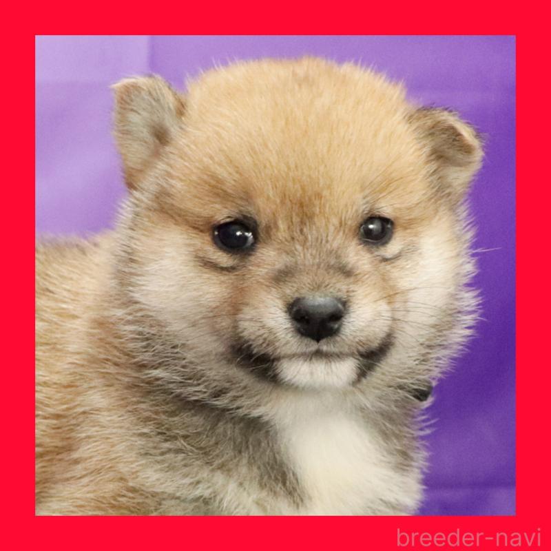 成約済の愛知県の豆柴-422583の1枚目