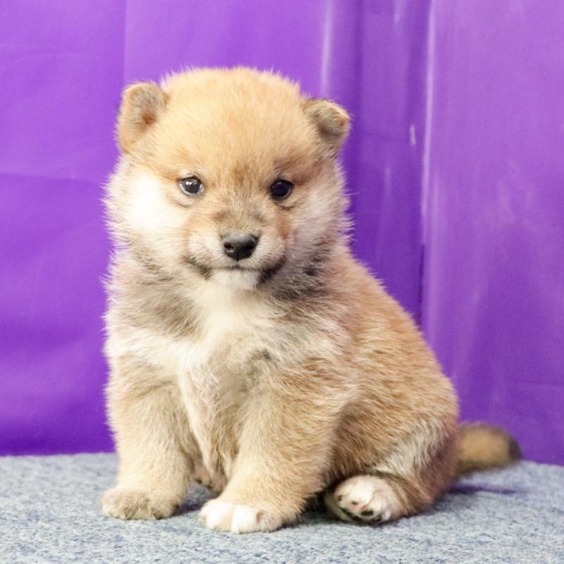 成約済の愛知県の豆柴-422583の3枚目