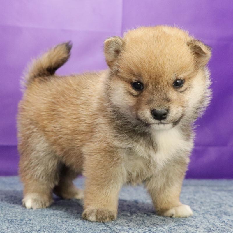 成約済の愛知県の豆柴-422583の2枚目