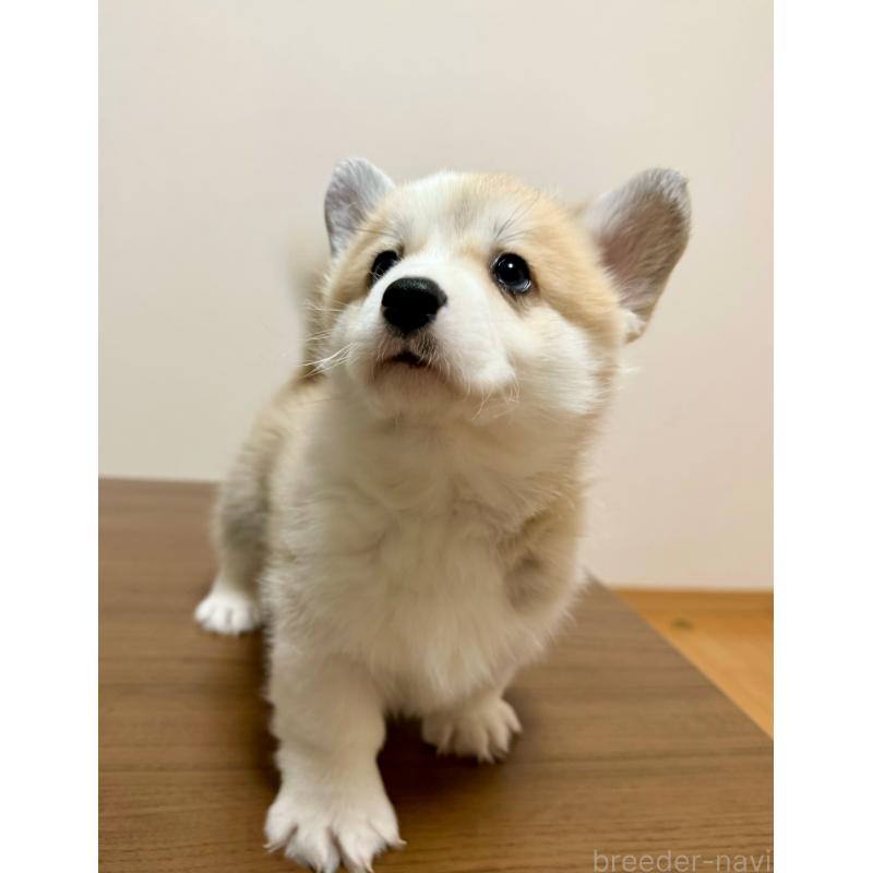 商談中の千葉県のウェルシュコーギーペンブローク-417422の2枚目