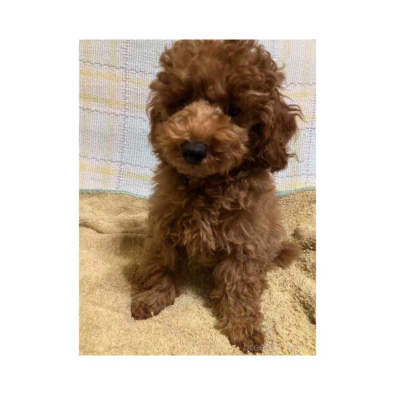 販売中の沖縄県のティーカッププードル-419343の6枚目