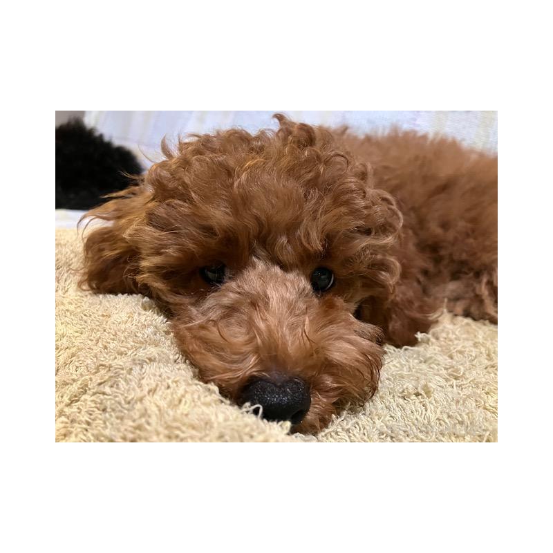 販売中の沖縄県のティーカッププードル-419343の5枚目